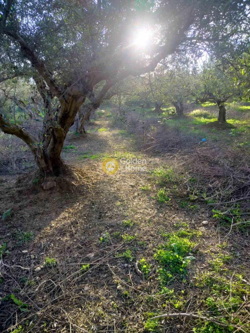 Building Plot in Profitis Ilias, Archanes — Photo 3 of 7