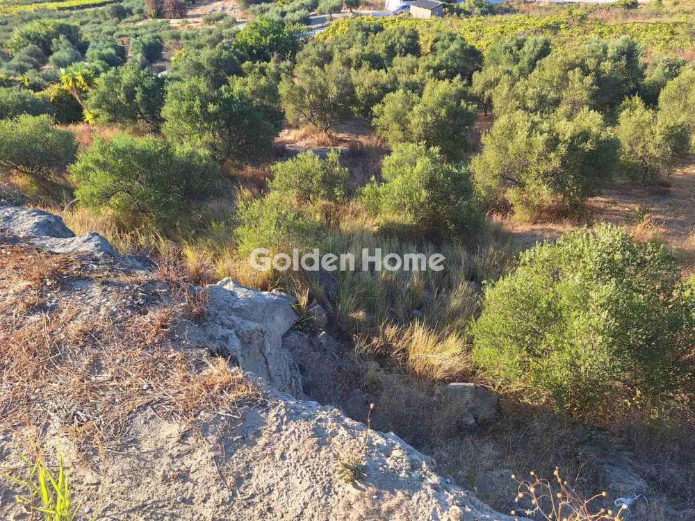 Οικόπεδο στην Δαφνές, Τετραχώρι — Φωτογραφία 1 από 6