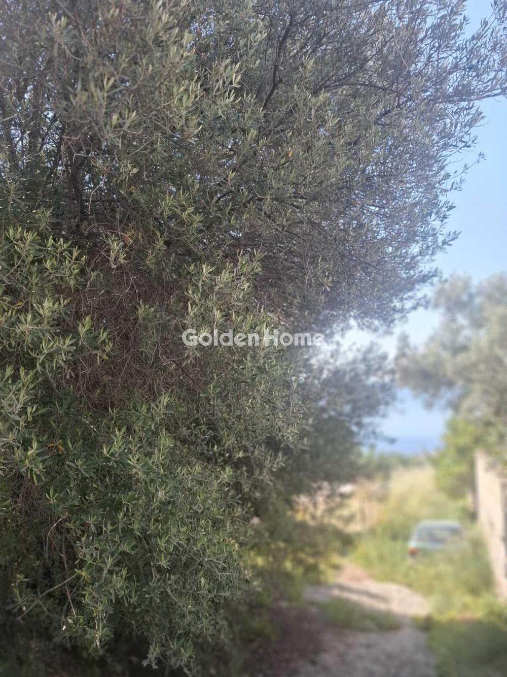 Building Plot in Giala, Salamina — Photo 4 of 6