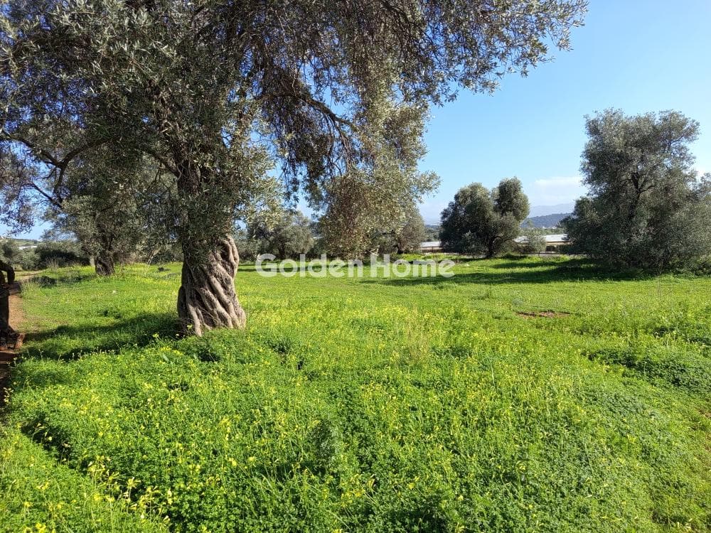 Αγροτεμάχιο στην Καλαμάκι, Τυμπάκι — Φωτογραφία 1 από 6