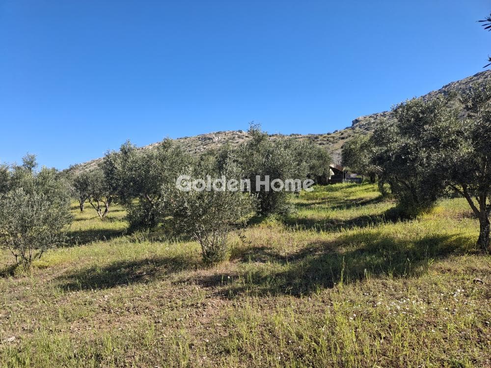 Αγροτεμάχιο στην Συντερίνα, Ανάβυσσος — Φωτογραφία 1 από 9