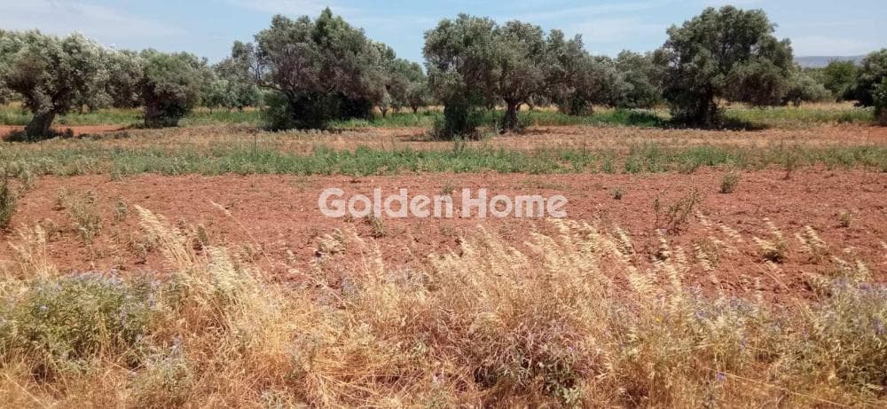 Αγροτεμάχιο στην Λεωφ. Βάρης Κορωπίου, Κορωπί — Φωτογραφία 3 από 3