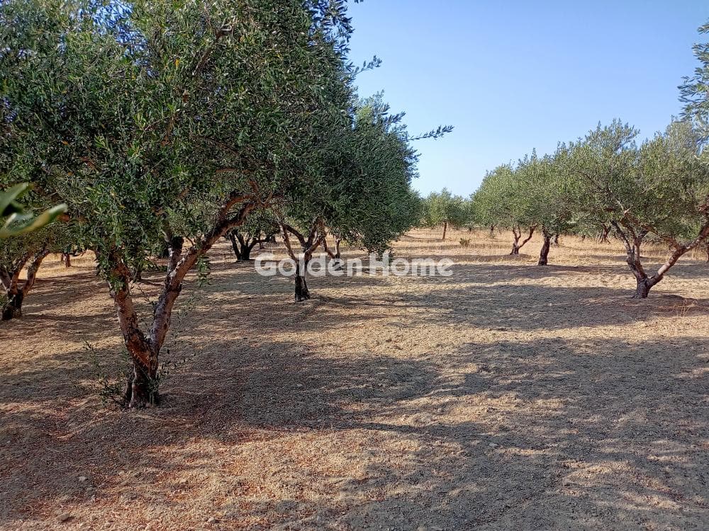 Αγροτεμάχιο στην Αθάνατοι, Τέμενος — Φωτογραφία 1 από 2