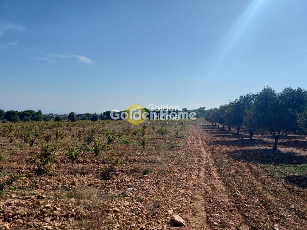 Αγροτεμάχιο στην Πανόραμα, Ραφήνα — Φωτογραφία 4 από 4