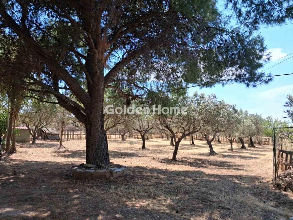 Parcel in Limni Markopoulou, Markopoulo — Photo 1 of 6