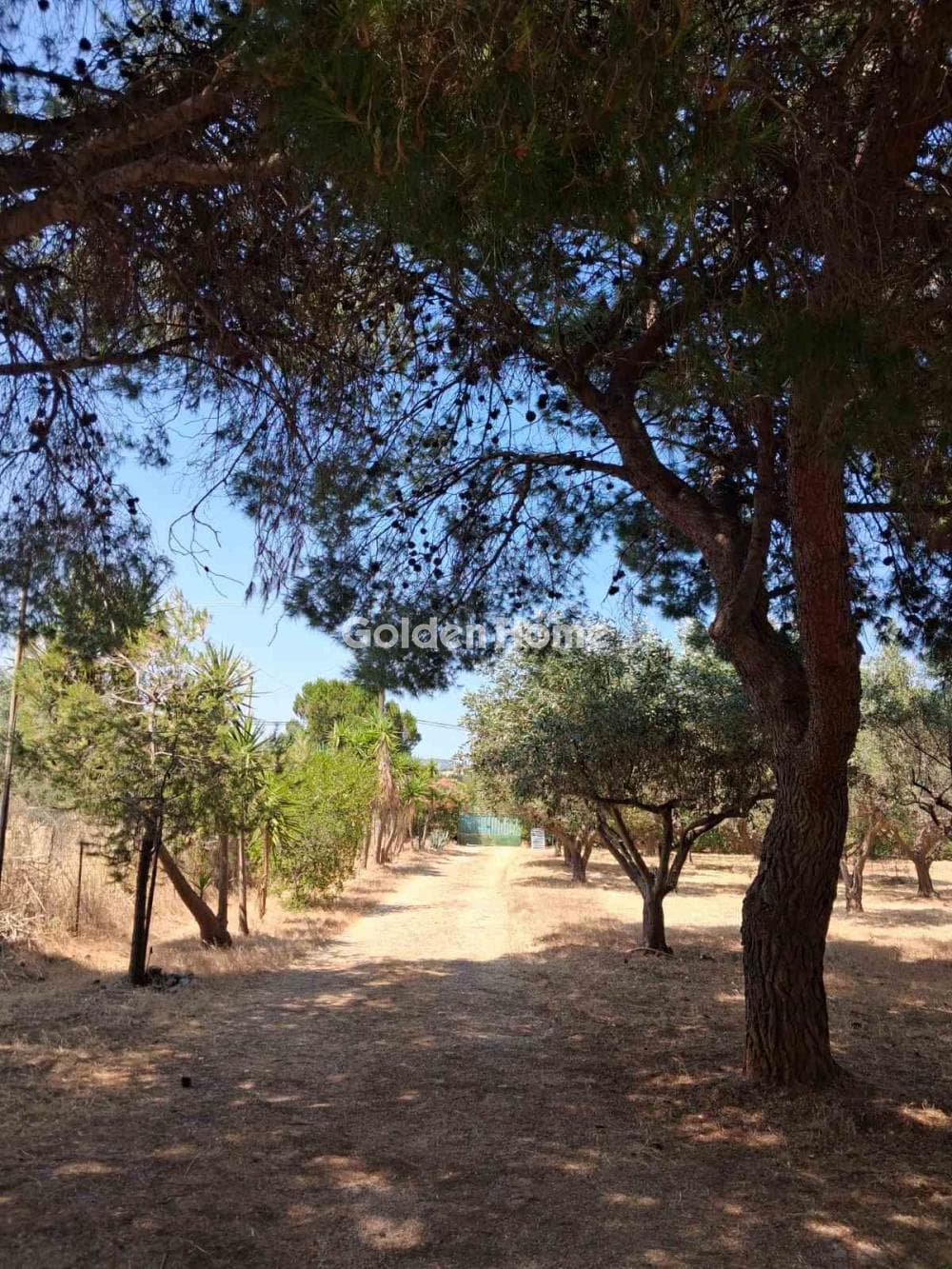 Parcel in Limni Markopoulou, Markopoulo — Photo 6 of 6