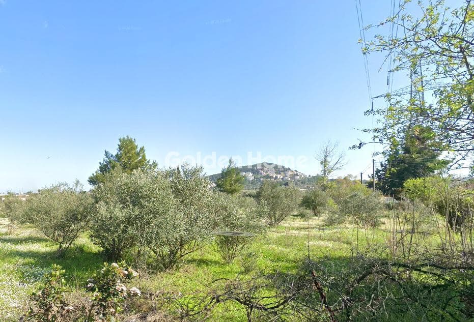 Αγροτεμάχιο στην Νεάπολη, Σπάτα — Φωτογραφία 1 από 3