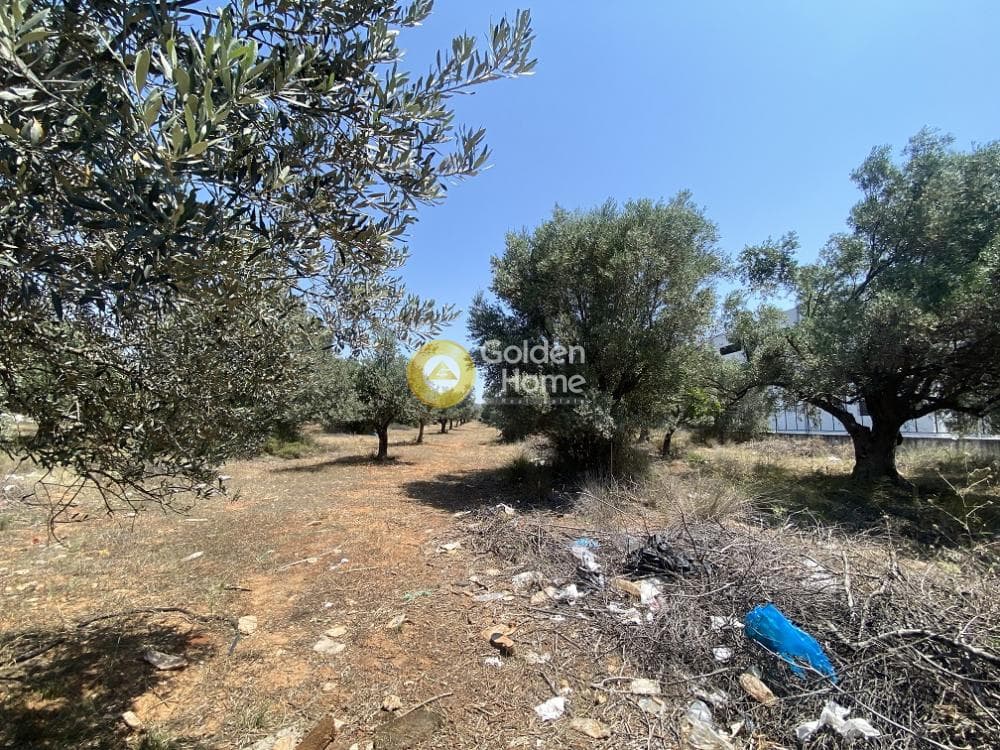 Αγροτεμάχιο στην Καρελλάς, Παιανία — Φωτογραφία 4 από 6
