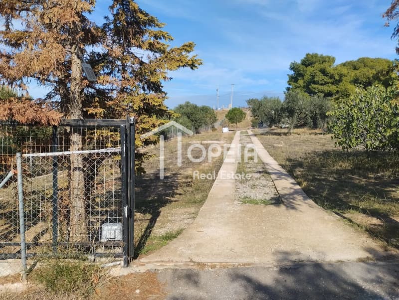 Μονοκατοικία στην Αγία Μαρίνα, Κορωπί — Φωτογραφία 3 από 6
