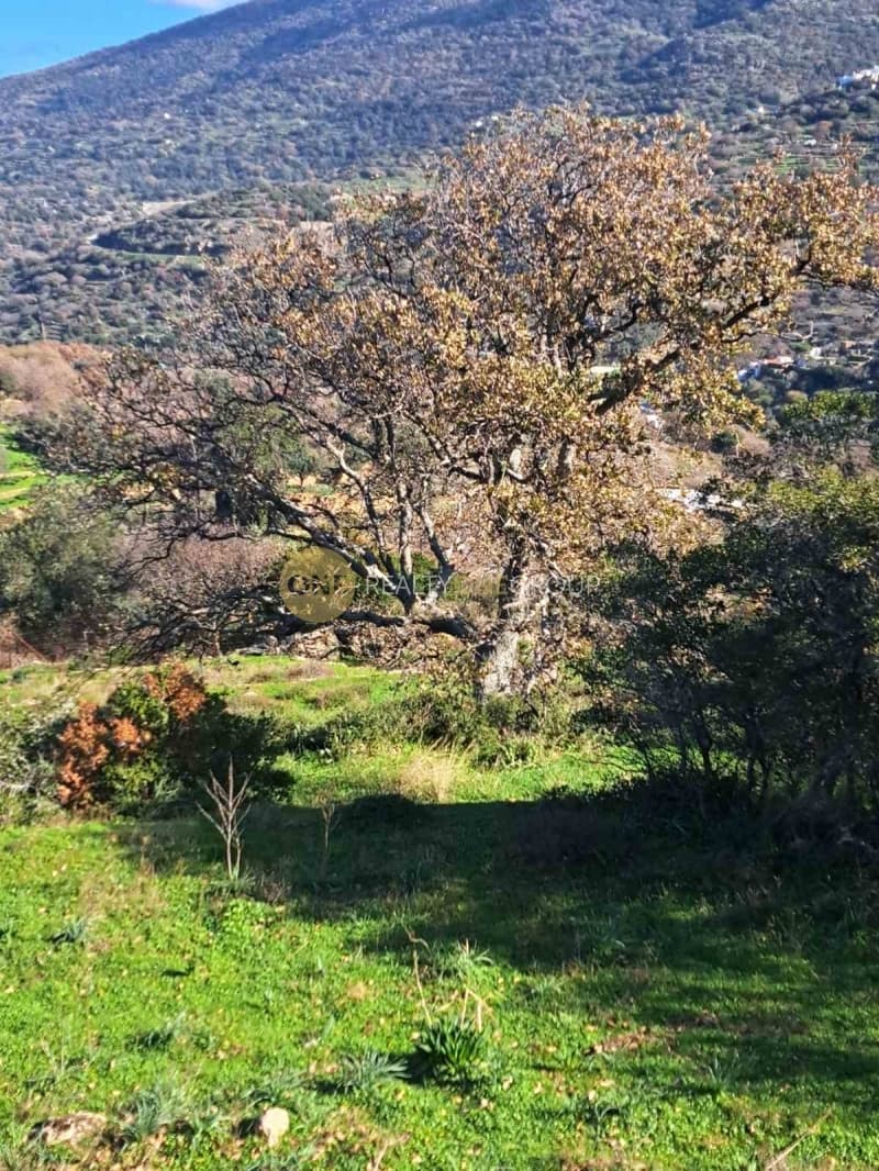 Αγροτεμάχιο στην Αλαδινό, Άνδρος — Φωτογραφία 9 από 16