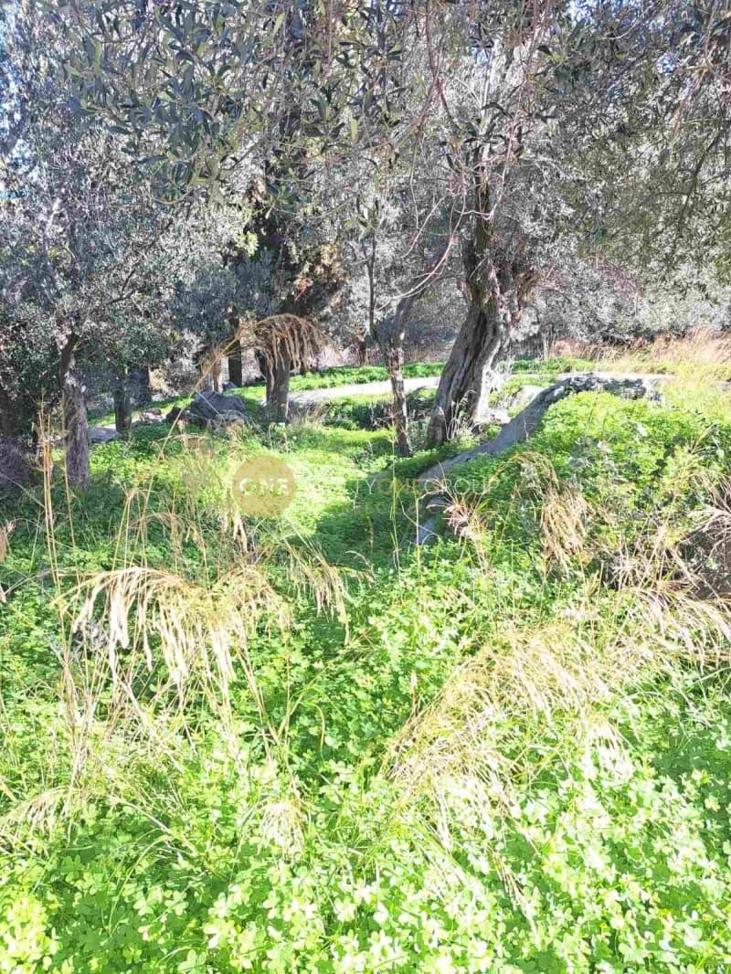 Αγροτεμάχιο στην Λάμυρα, Άνδρος — Φωτογραφία 1 από 11