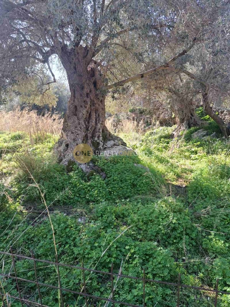 Αγροτεμάχιο στην Λάμυρα, Άνδρος — Φωτογραφία 9 από 11