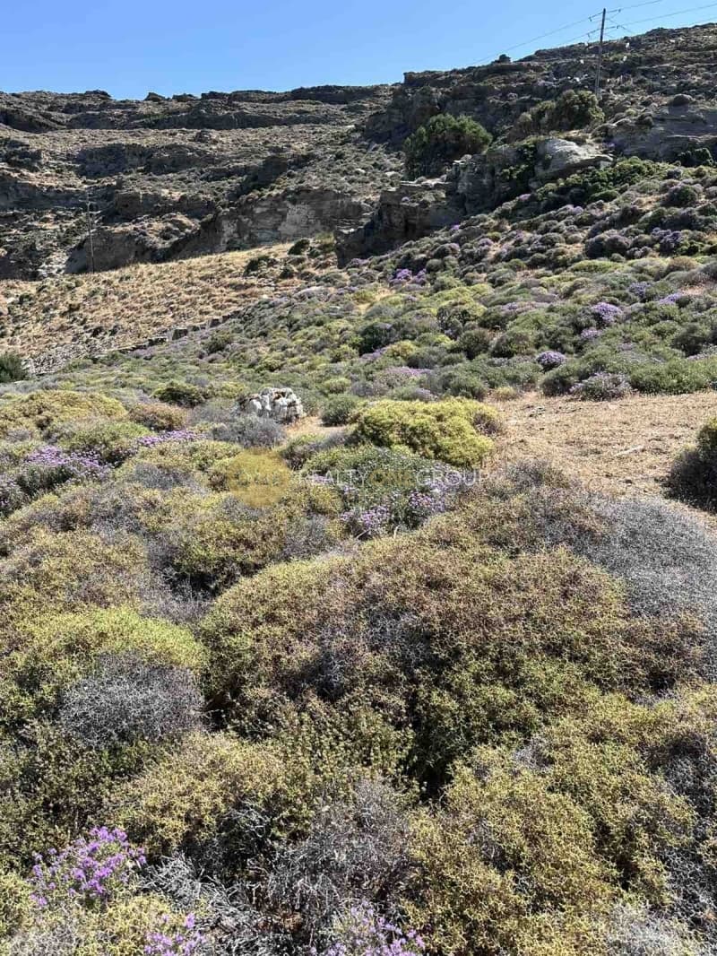 Αγροτεμάχιο στην Παλαιόπολη, Άνδρος — Φωτογραφία 8 από 21