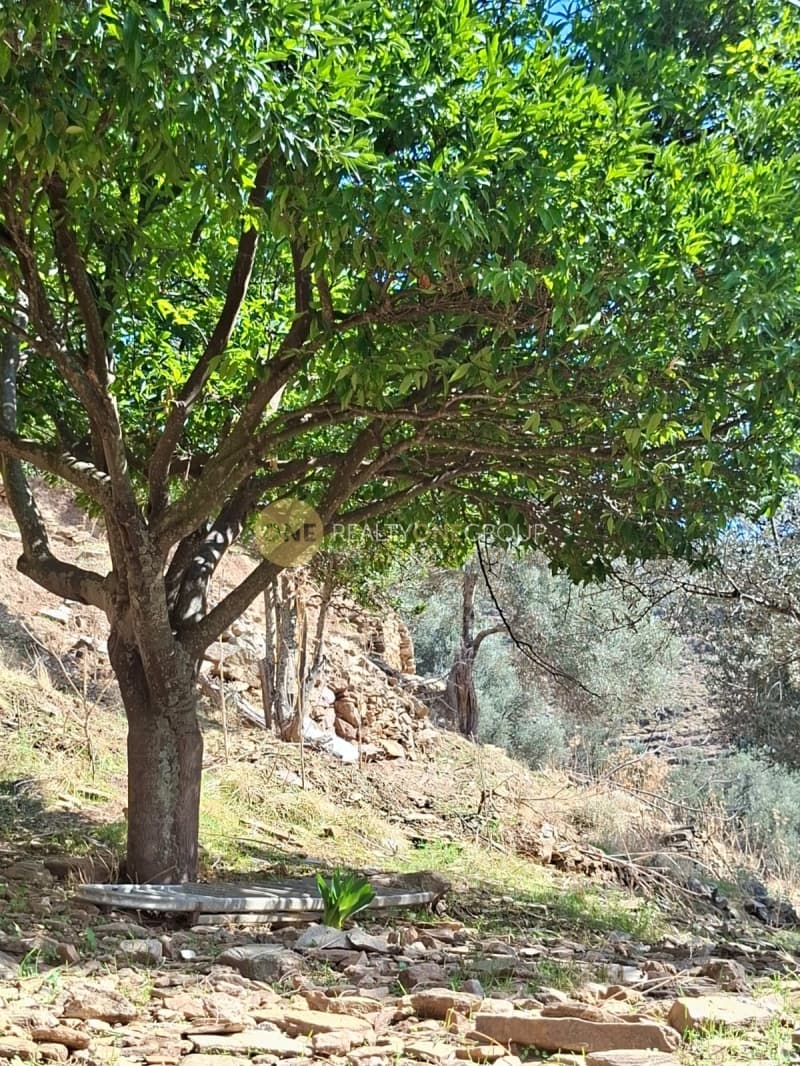 Αγροτεμάχιο στην Άνω Γαύριο, Άνδρος — Φωτογραφία 3 από 30
