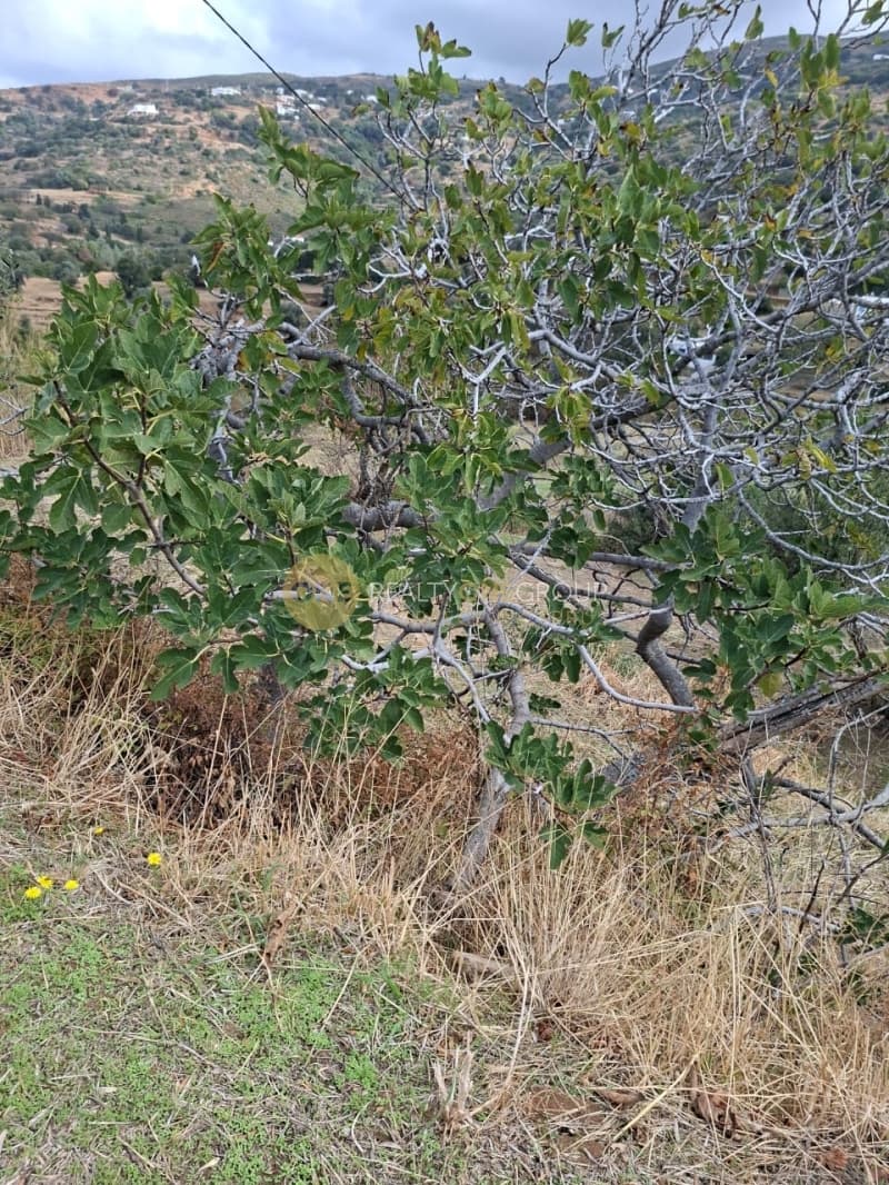 Μονοκατοικία στην Άνω Απρόβατο, Άνδρος — Φωτογραφία 25 από 30