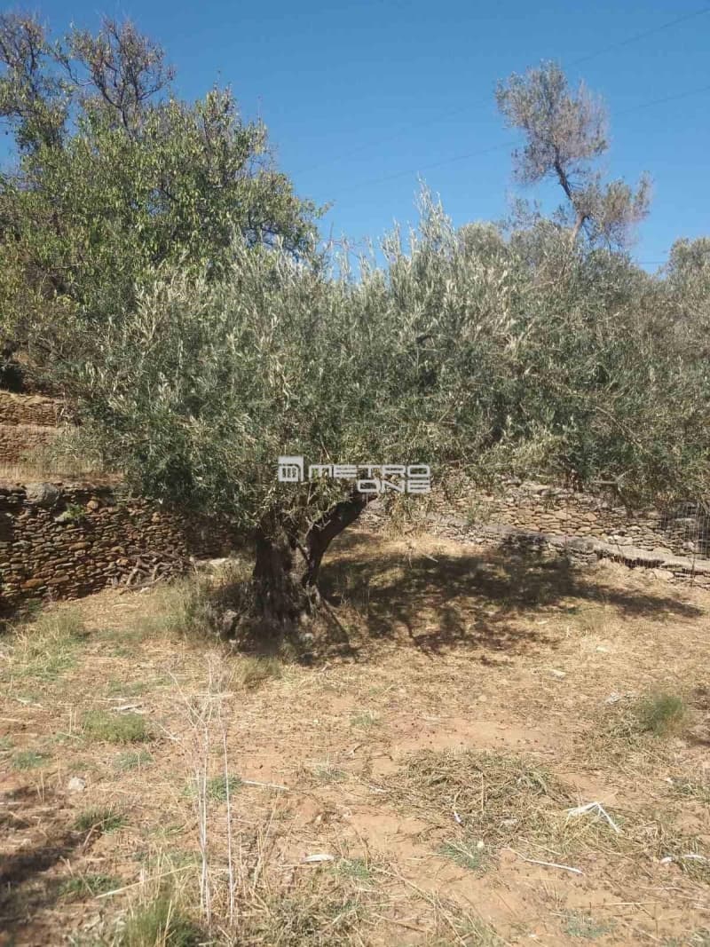 Αγροτεμάχιο στην Χώρα, Άνδρος — Φωτογραφία 15 από 19