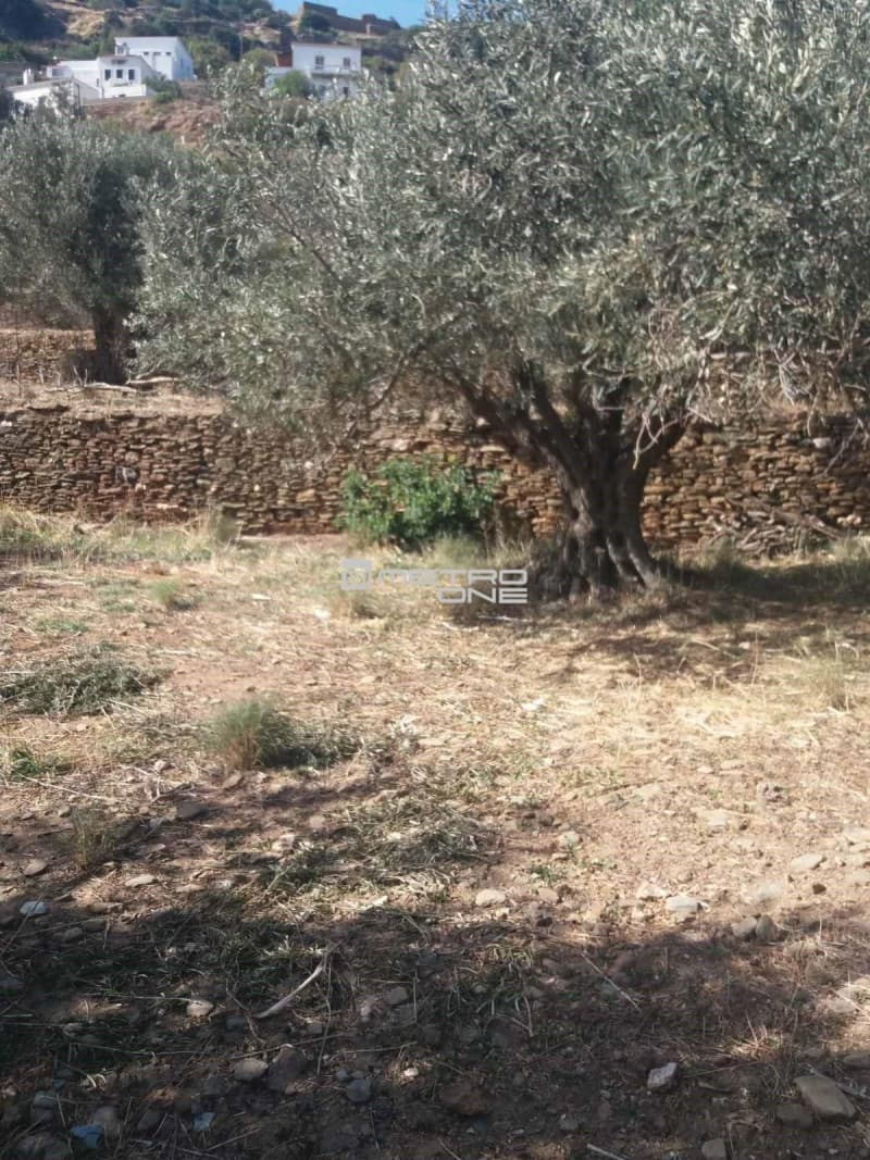 Αγροτεμάχιο στην Χώρα, Άνδρος — Φωτογραφία 8 από 19