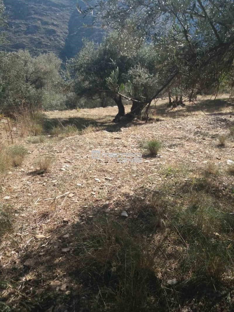 Αγροτεμάχιο στην Χώρα, Άνδρος — Φωτογραφία 10 από 19