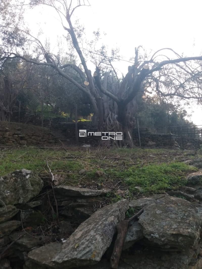 Building Plot in Chora, Andros — Photo 6 of 18