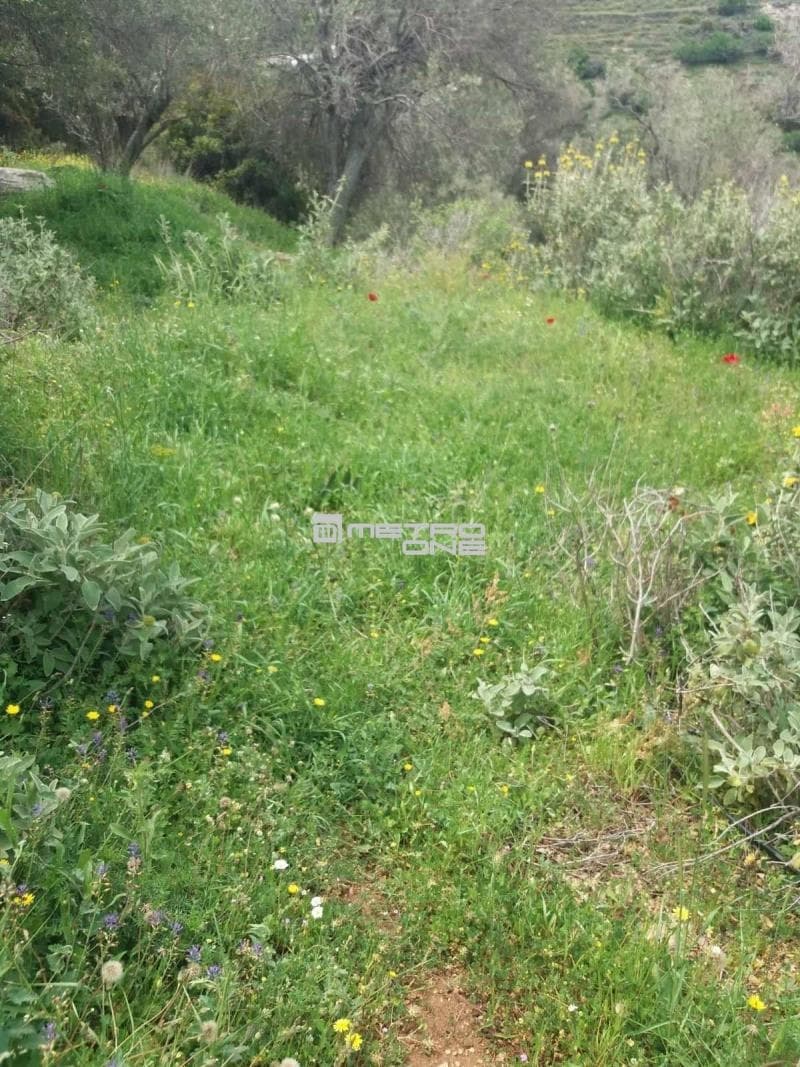 Parcel in Ano Aprovato, Andros — Photo 3 of 20