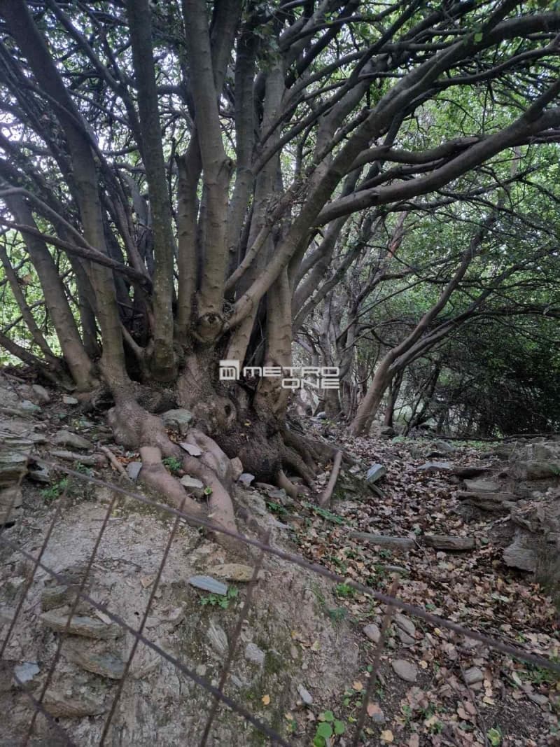 Parcel in Ano Aprovato, Andros — Photo 4 of 9