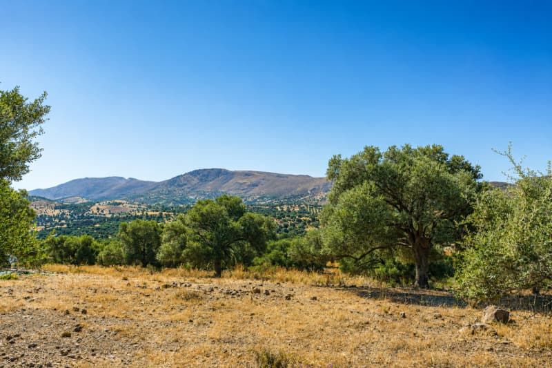 Αγροτεμάχιο στην Πιτσίδια, Τυμπάκι — Φωτογραφία 1 από 8