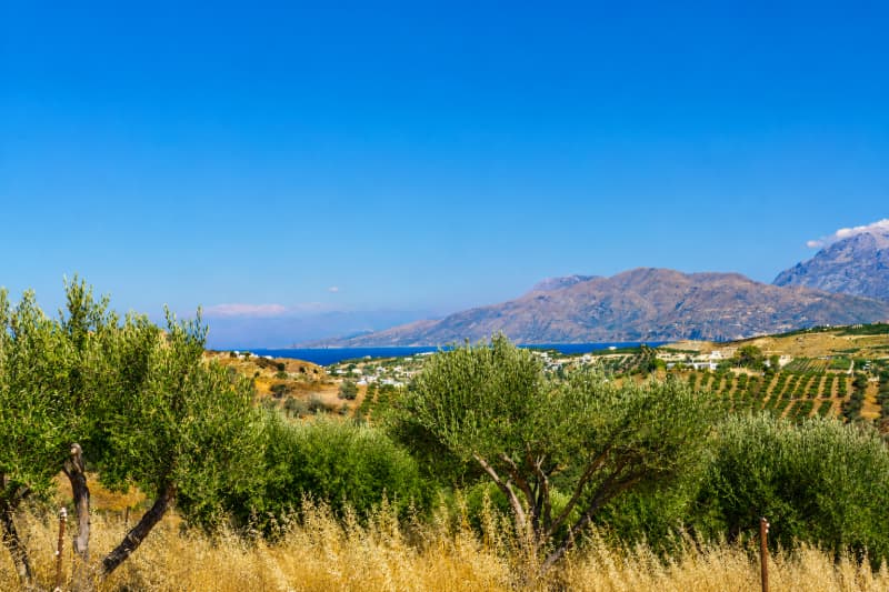 Αγροτεμάχιο στην Πιτσίδια, Τυμπάκι — Φωτογραφία 3 από 8
