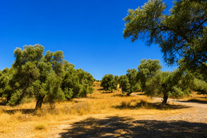 Αγροτεμάχιο στην Πιτσίδια, Τυμπάκι — Φωτογραφία 8 από 8