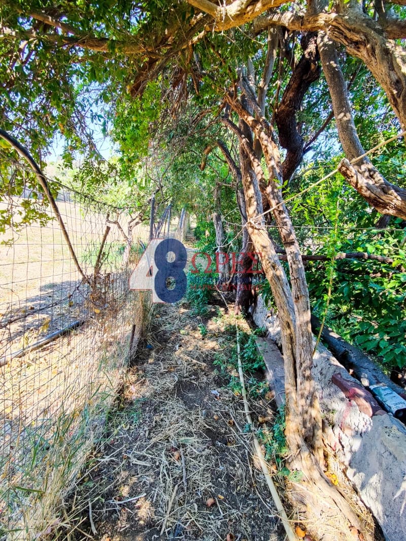 Building Plot in Chios town, Chios — Photo 8 of 25