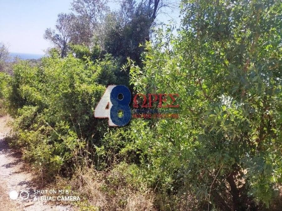 Αγροτεμάχιο στην Άγιος Μηνάς, Χίος — Φωτογραφία 11 από 13