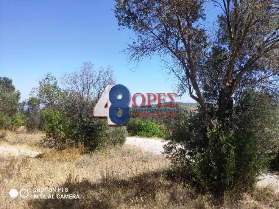 Αγροτεμάχιο στην Άγιος Μηνάς, Χίος — Φωτογραφία 12 από 13