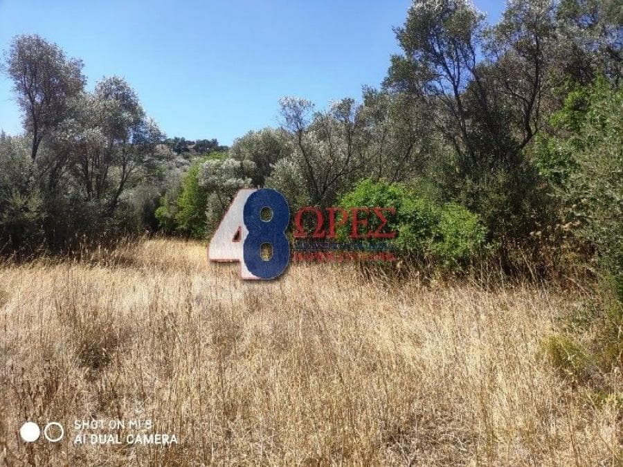Αγροτεμάχιο στην Άγιος Μηνάς, Χίος — Φωτογραφία 4 από 13