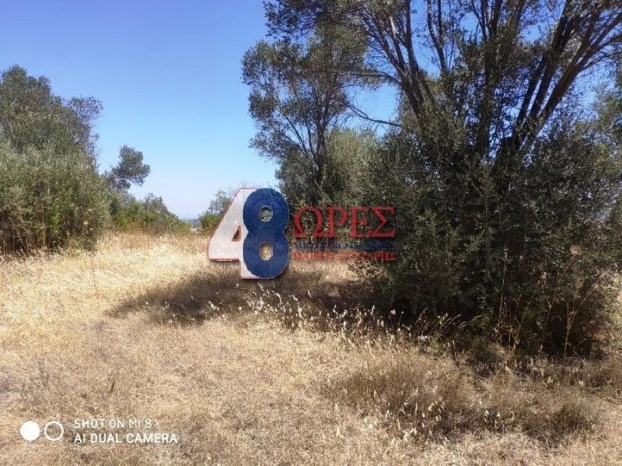 Αγροτεμάχιο στην Άγιος Μηνάς, Χίος — Φωτογραφία 7 από 13
