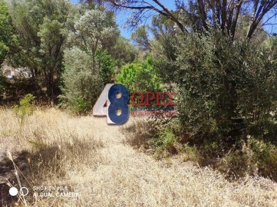 Αγροτεμάχιο στην Άγιος Μηνάς, Χίος — Φωτογραφία 8 από 13