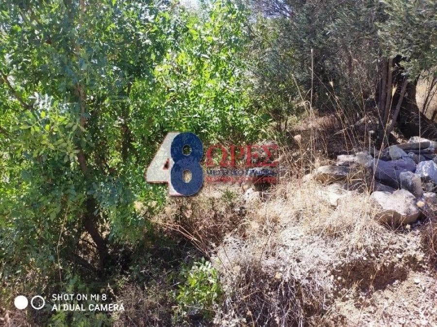 Αγροτεμάχιο στην Άγιος Μηνάς, Χίος — Φωτογραφία 9 από 13