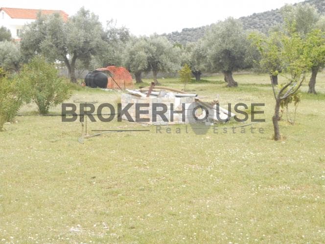 Αγροτεμάχιο στην Λαμπρικά, Κορωπί — Φωτογραφία 6 από 10