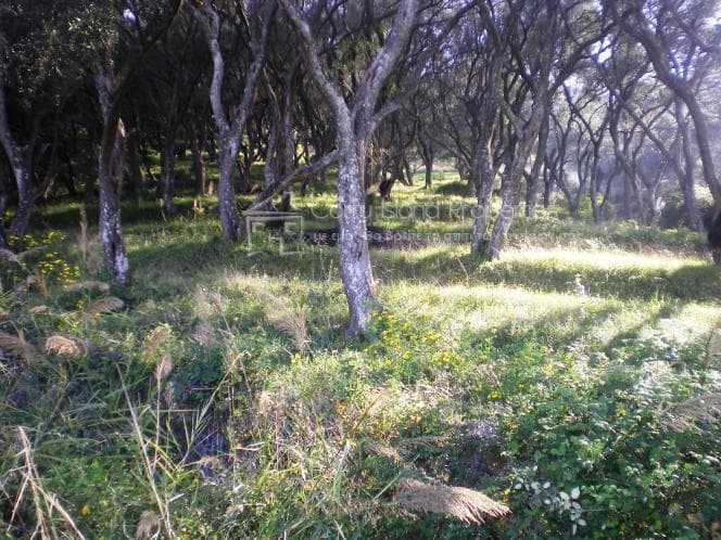 Οικόπεδο στην Βασιλάτικα, Κέρκυρα — Φωτογραφία 14 από 30