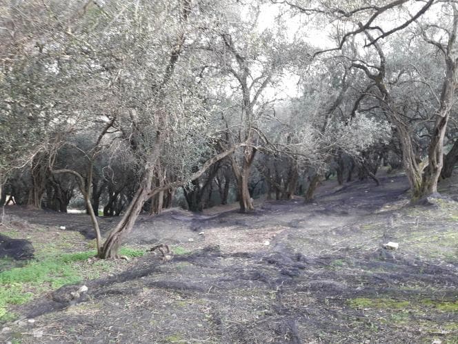 Αγροτεμάχιο στην Άγιος Γεώργιος, Κέρκυρα — Φωτογραφία 1 από 18