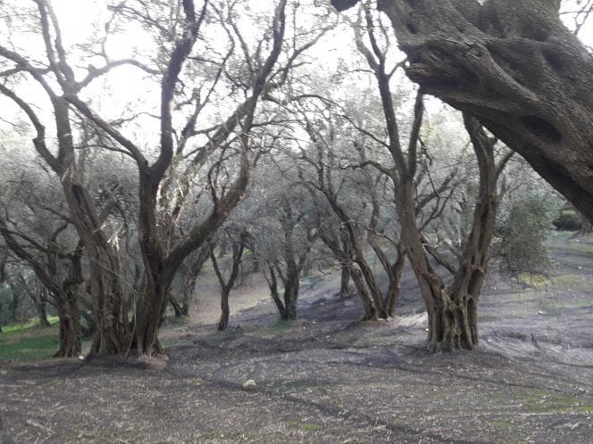 Αγροτεμάχιο στην Άγιος Γεώργιος, Κέρκυρα — Φωτογραφία 13 από 18