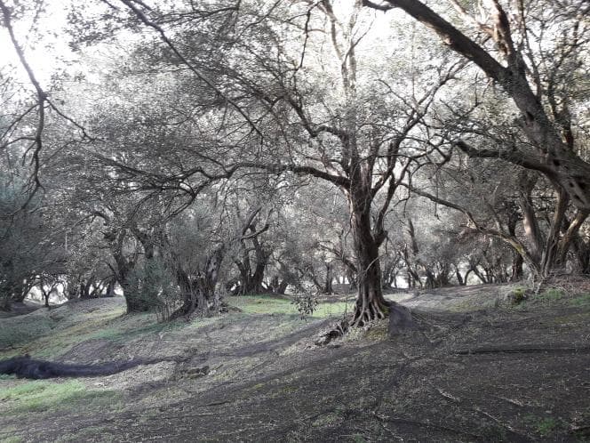 Αγροτεμάχιο στην Άγιος Γεώργιος, Κέρκυρα — Φωτογραφία 18 από 18