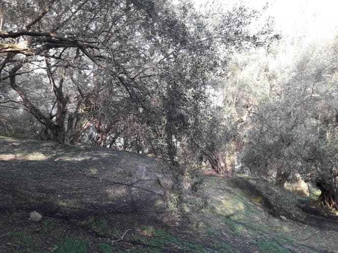 Αγροτεμάχιο στην Άγιος Γεώργιος, Κέρκυρα — Φωτογραφία 2 από 18