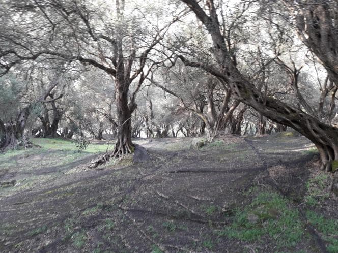 Αγροτεμάχιο στην Άγιος Γεώργιος, Κέρκυρα — Φωτογραφία 4 από 18