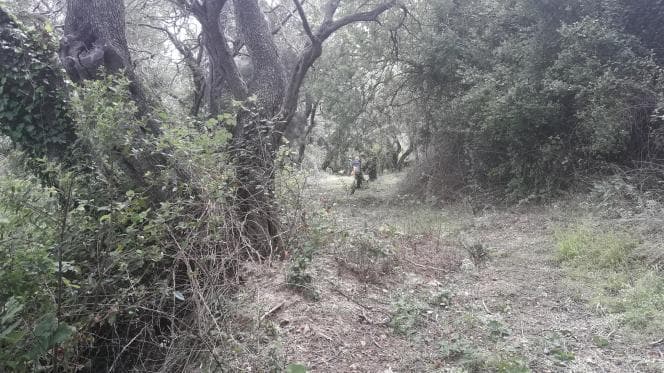 Οικόπεδο στην Αχίλλειο, Κέρκυρα — Φωτογραφία 25 από 30