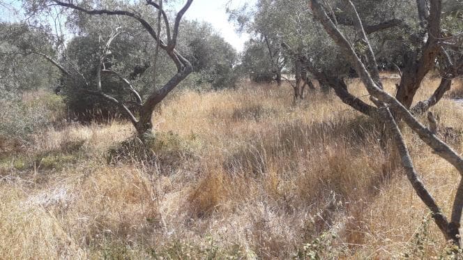 Οικόπεδο στην Βασιλάτικα, Κέρκυρα — Φωτογραφία 3 από 14