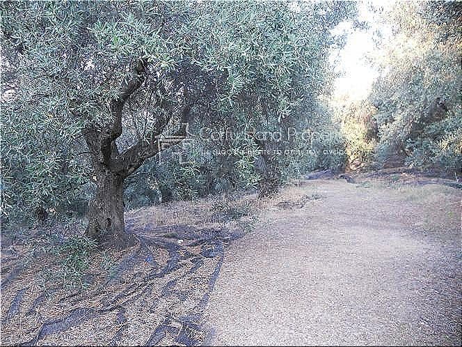 Οικόπεδο στην Κασσιόπη, Κέρκυρα — Φωτογραφία 3 από 9