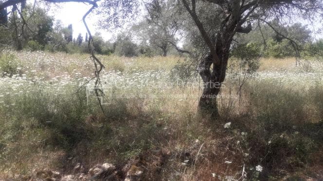Building Plot in Achilleio, Corfu — Photo 6 of 6