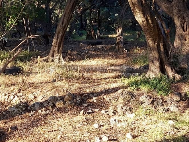 Building Plot in Melitieoi, Corfu — Photo 4 of 9