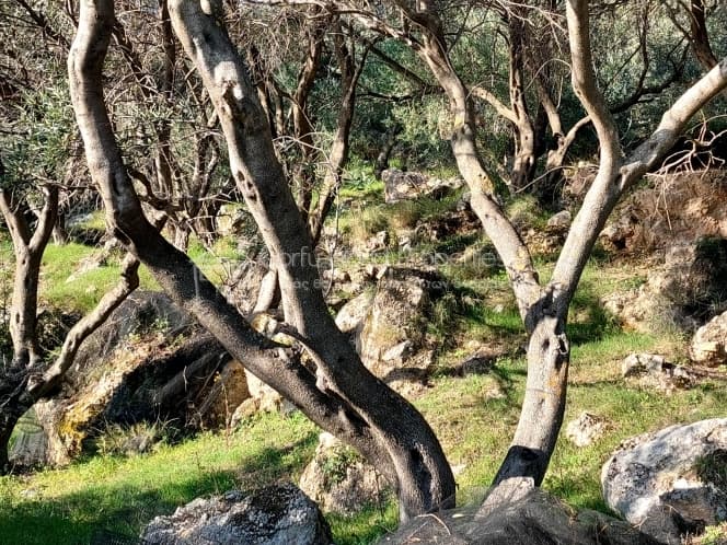 Οικόπεδο στην Μελιτειέοι, Κέρκυρα — Φωτογραφία 9 από 24