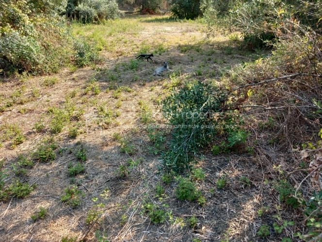 Οικόπεδο στην Αχίλλειο, Κέρκυρα — Φωτογραφία 4 από 13