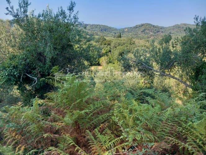 Οικόπεδο στην Αχίλλειο, Κέρκυρα — Φωτογραφία 8 από 11